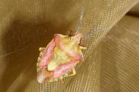 Carpocoris purpureipennis