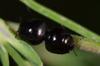 Coptosoma scutellatum