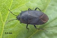 Aellopus atratus