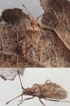 Arenocoris fallenii
