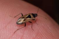 Xanthochilus quadratus