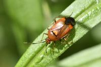 Deraeocoris ruber