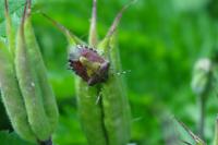Dolycoris baccarum