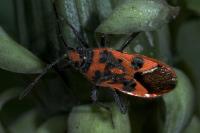 Corizus hyoscyami hyoscyami