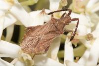 Coriomeris denticulatus
