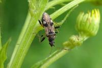 Beosus maritimus