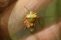 Carpocoris purpureipennis