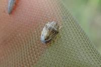 Neottiglossa leporina
