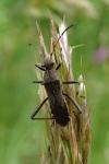 Alydus calcaratus