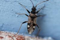 Beosus maritimus