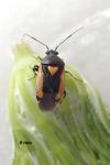 Deraeocoris cordiger