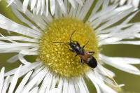 Pterotmetus staphyliniformis