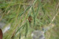 Hadrodemus m-flavum