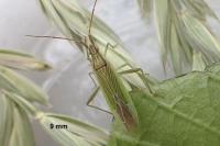 Stenodema calcarata