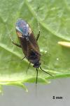 Plagiognathus arbustorum