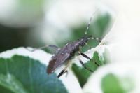 Dicranocephalus agilis