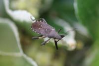 Dicranocephalus agilis