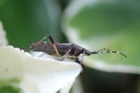 Dicranocephalus agilis