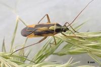 Stenotus binotatus