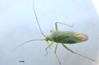 Calocoris affinis