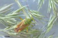 Closterotomus norwegicus