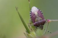 Dolycoris baccarum