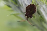 Enoplops scapha