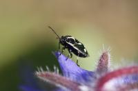 Eurydema oleracea