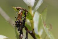 Miris striatus