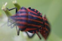 Graphosoma italicum italicum