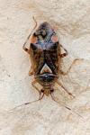 Deraeocoris flavilinea