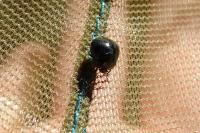 Coptosoma scutellatum