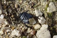 Cydnus aterrimus