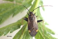 Adelphocoris seticornis