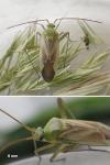 Adelphocoris lineolatus