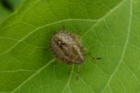 Dolycoris baccarum