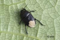 Cydnus aterrimus