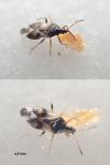 Anthocoris nemorum