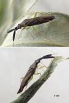 Heterotoma planicornis