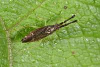 Heterotoma planicornis