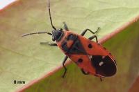 Melanocoryphus albomaculatus