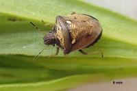 Eysarcoris aeneus