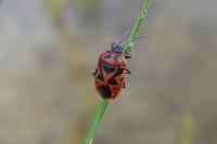 Eurydema ornata