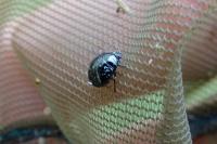 Coptosoma scutellatum