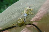 Peribalus strictus vernalis
