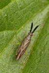 Heterotoma planicornis
