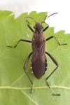 Alydus calcaratus