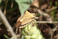 Carpocoris fuscispinus
