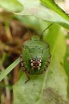 Nezara viridula