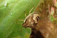 Holcostethus sphacelatus
